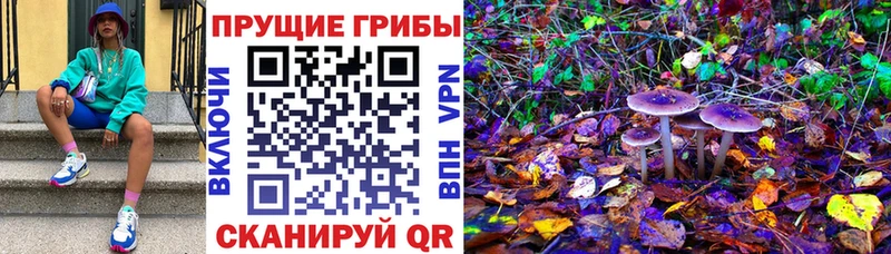 как найти   Богородицк  Псилоцибиновые грибы Cubensis 